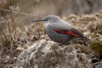 Zednicek skalni - Tichodroma muraria - Wallcreeper 5726